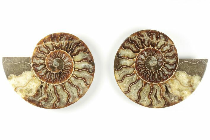 Cut & Polished, Agatized Ammonite Fossil - Madagascar #200014